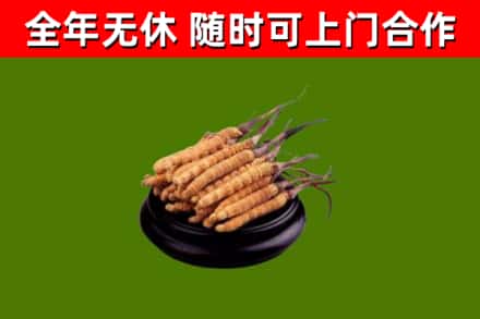 安州区烟酒回收冬虫夏草.jpg
